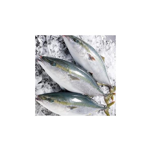 愛媛佐田岬産( ブリ) 天然一本釣り4-5kg 浜から直送送料無料宇和海の幸問屋/【Buyee】 愛媛佐田岬産( ブリ) 天然一本釣り4-5kg 浜から直送送料無料宇和海の幸問屋/【Buyee】