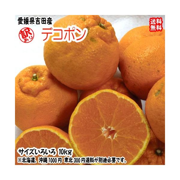 愛媛宇和島吉田産 清見タンゴール 宇和海の幸問屋
