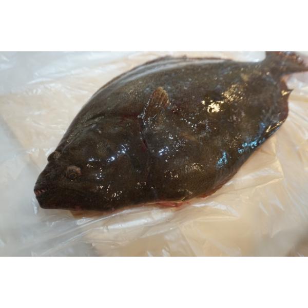 ヒラメ 鮃 0.8-1.2kg 原体サイズ 刺身 煮魚 焼魚 干物 下処理