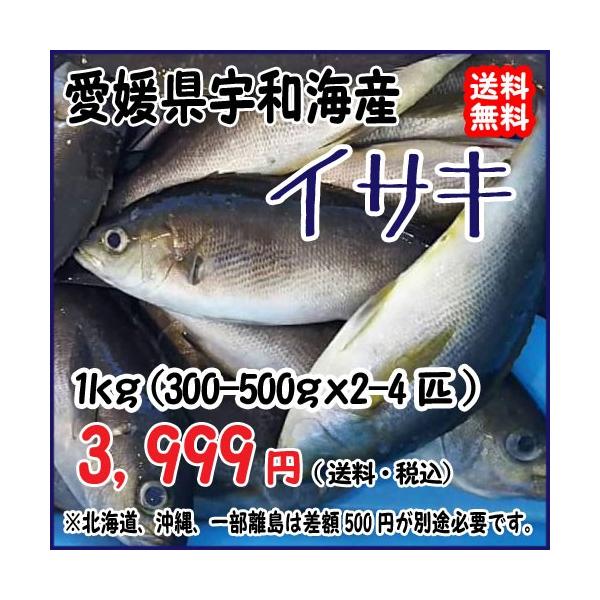 愛媛 イサキ 300 500gサイズ 2 4匹 1kg原体分 刺身 煮魚 焼魚 干物 下処理済み 送料無料 宇和海の幸問屋 Buyee Buyee 日本の通販商品 オークションの代理入札 代理購入