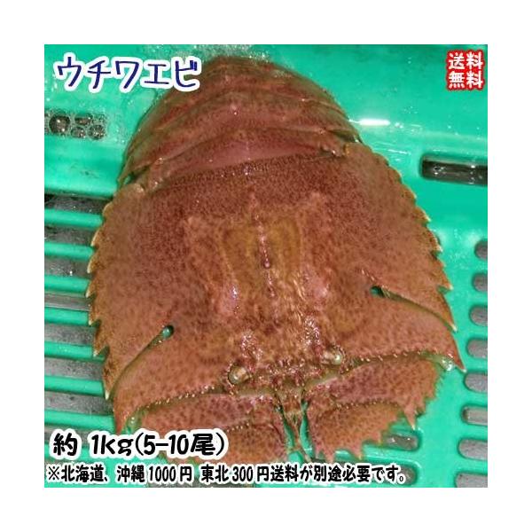 天然物の為、水揚げ次第のお届けとなります。