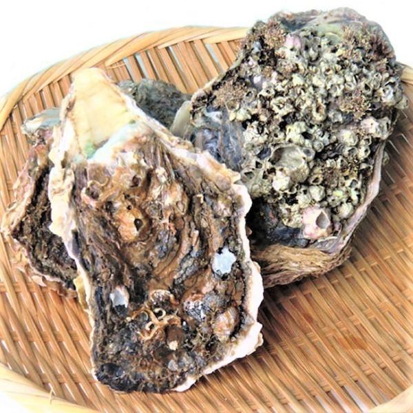 岩牡蠣 （700-1000g×5個） 天然 愛媛 （期間限定 5月中旬〜8月末） 送料無料 北海道/沖縄/東北は別途送料 宇和海の幸問屋
