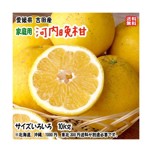 河内晩柑 （家庭用 10kg） サイズフリー 愛媛 宇和島 吉田産 爽やかジューシーな夏の柑橘 農地直送 送料無料 北海道/沖縄/東北は別途送料