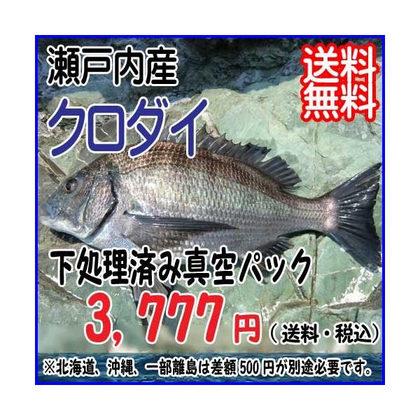 魚 クロダイ 魚の人気商品 通販 価格比較 価格 Com