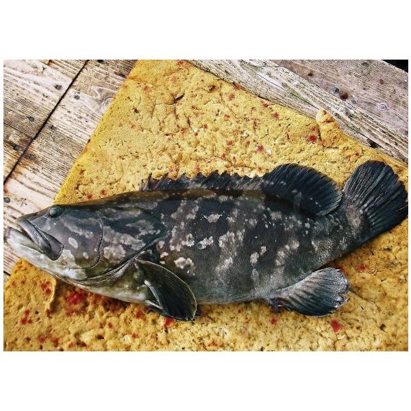 天候に左右される為、水揚げ次第のお届けとなります。