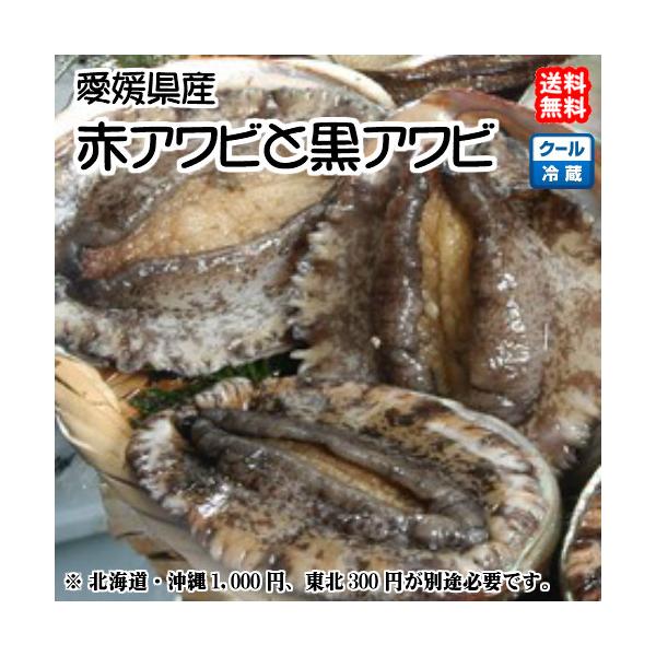 黒アワビ （1~2個で150~200g）と 赤アワビ（1~2個で150~200g） 愛媛 天然 海士 浜から直送 送料無料 北海道/沖縄/東北は別途送料