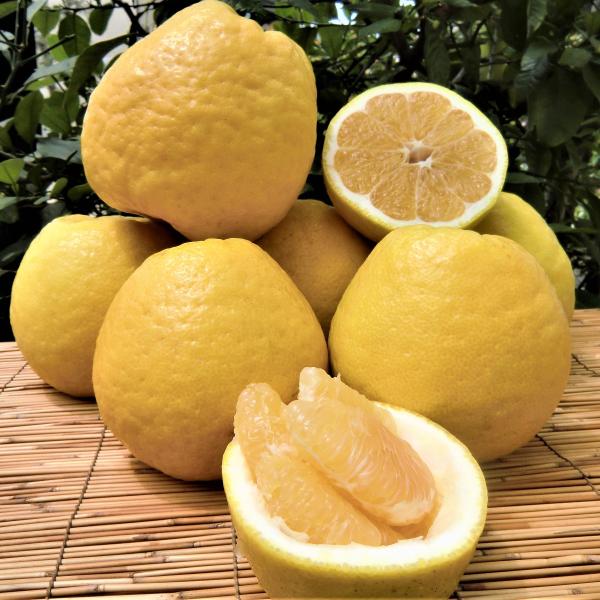 愛南ゴールド 河内晩柑 （贈答用3kg） 愛媛 愛南町産 爽やかジューシーな夏の柑橘 ブランドの品質 送料無料 宇和海の幸問屋