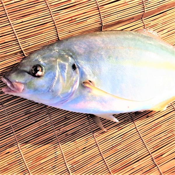 愛媛 シマアジ 1~1.5kg 原体サイズ 刺身 煮魚 焼魚 干物 下処理済み 送料無料 北海道・沖縄・東北は別途送料 宇和海の幸問屋
