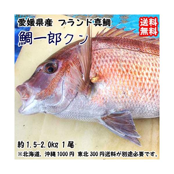 鯛 2kgの人気商品 通販 価格比較 価格 Com