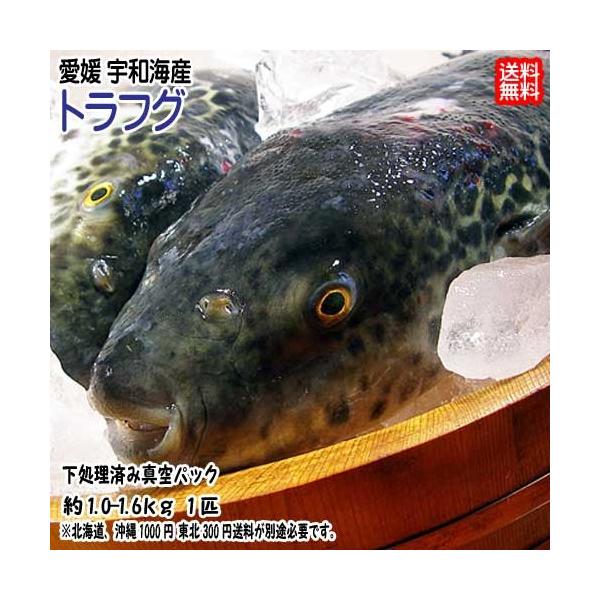 [Release date: November 1, 2023]天候に左右される為、水揚げ次第のお届けとなります。