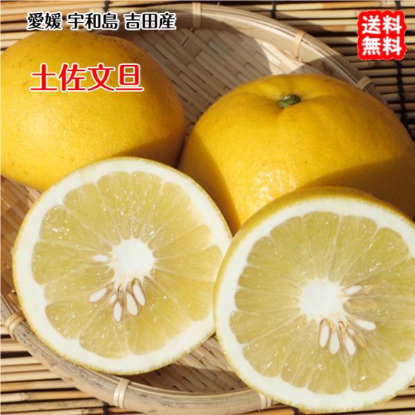 土佐文旦 （家庭用 8kg） サイズフリー 愛媛 宇和島 吉田産 農地から直送 送料込み 宇和海の幸問屋