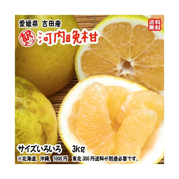 河内晩柑 （訳あり 3kg） サイズフリー 愛媛 宇和島 吉田産 爽やかジューシーな夏の柑橘 農地直送 送料無料 北海道/沖縄/東北は別途送料