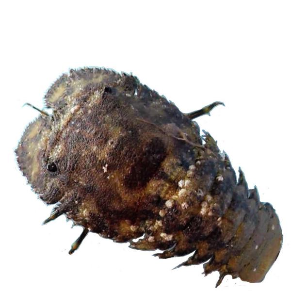 ***お届け予定について*** 天然物のため水揚げがあり次第の発送となります。