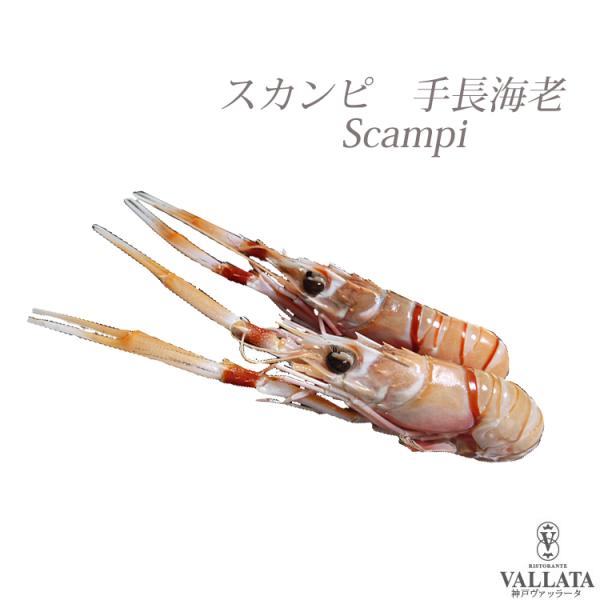 手長海老 スカンピ scampi パスタ パスタソース グリル 手長エビ 出汁 ブイヨン