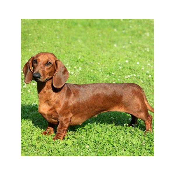 ダックスフンド スムース ショート 犬キーホルダー バンカクラフト 革物語 Vanca Craft レザー 手作り 雑貨 革小物 名入れ可 Buyee Buyee Japanese Proxy Service Buy From Japan Bot Online