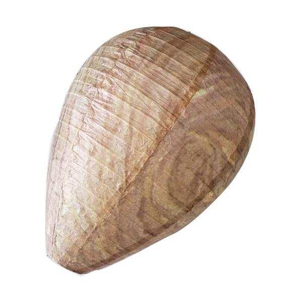 xm(Fujisho) _~[n`̑ 1P I ͂ Ȋ΍ 20243 _.