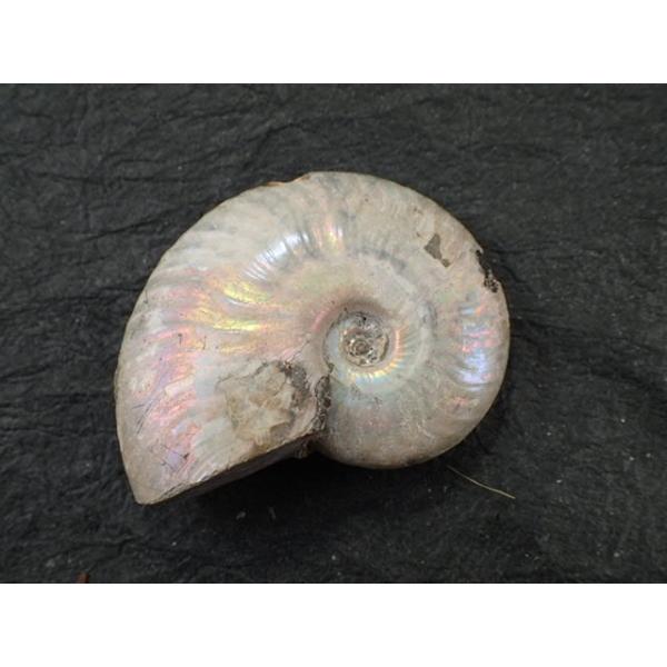最高品質アンモナイト化石 Ammonite Cleoniceras Besairiei Ambarimaniga Majunga Madagascar 産 寸法 54 1x45 9x16 0mm 44 5g Vecstoneclub 通販 Yahoo ショッピング