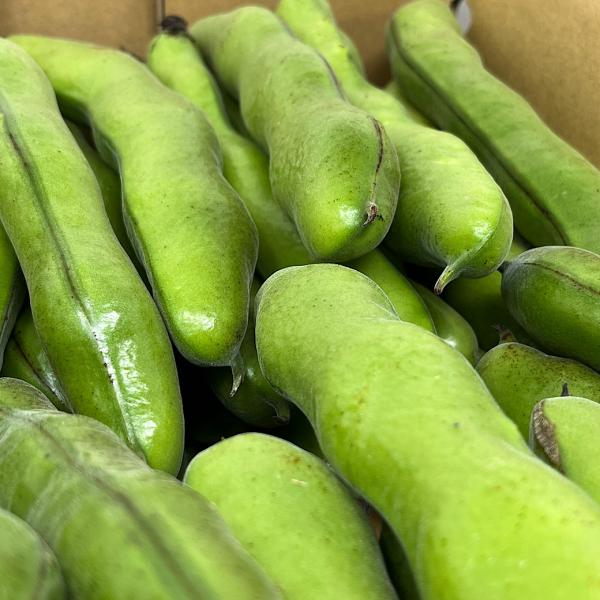 送料無料 ソラマメ そら豆 鹿児島・新潟県産 そらまめ 4kgバラ 送料無料 ソラマメ そら豆 鹿児島・新潟県産 そらまめ 4kgバラ