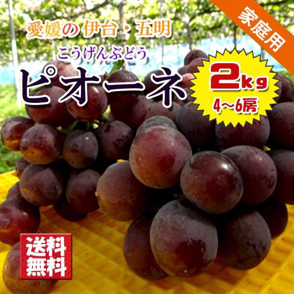 ピオーネ ニューピオーネ こうげんぶどう 愛媛県産 伊台 五明 ぶどう 約2kg 不揃い 家庭用 送料無料 クール便