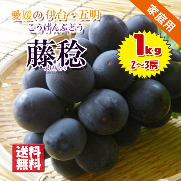 藤稔 ぶどう こうげんぶどう 敬老の日 愛媛県産 伊台 五明 ぶどう 約1kg 不揃い 家庭用 送料無料 クール便