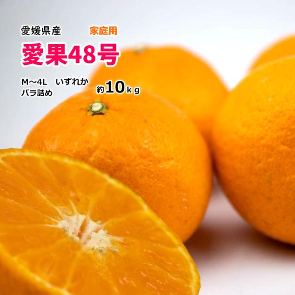 愛果48号 みかん 箱買い 訳あり 愛媛県産 約10kg 紅まどんな 甘平 傷