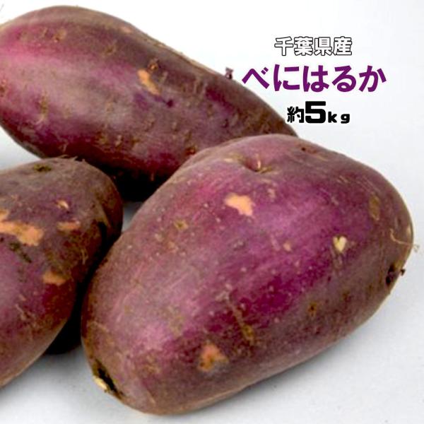 [Release date: May 4, 2018]商品名：紅はるか内容量：5ｋｇ　M〜3L原産地：千葉県