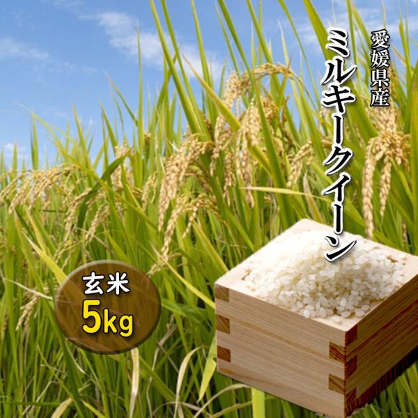 ミルキークイーン 愛媛県産 新米 2025年 玄米 精米可 約 5kg 送料 