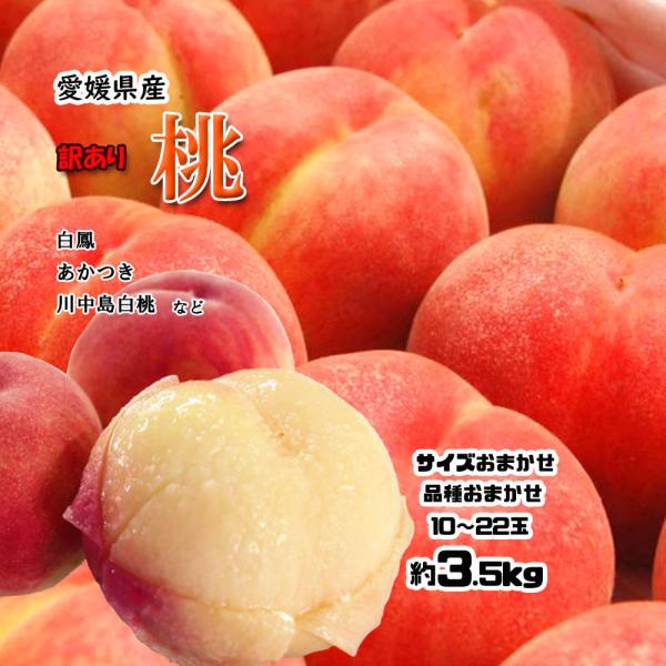 だて白桃 もも 桃 フルーツ 果物 長野県産