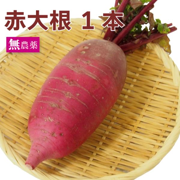 赤大根 1本 無農薬栽培 産地：青森色鮮やかな紅色の大根 サラダ 漬物など