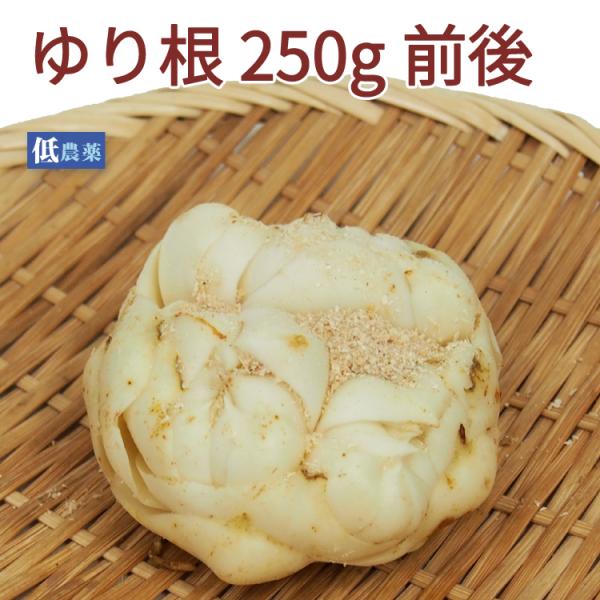 ゆり根 250g前後 北海道産 低農薬栽培茶碗蒸しやおせち料理に