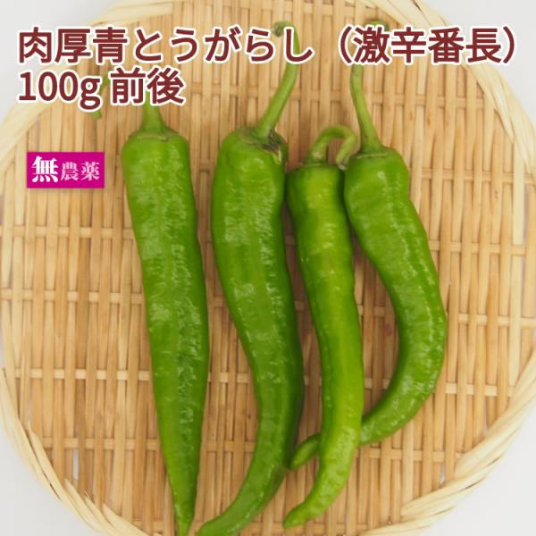 肉厚青とうがらし 激辛番長  100g前後 栃木産 送料別