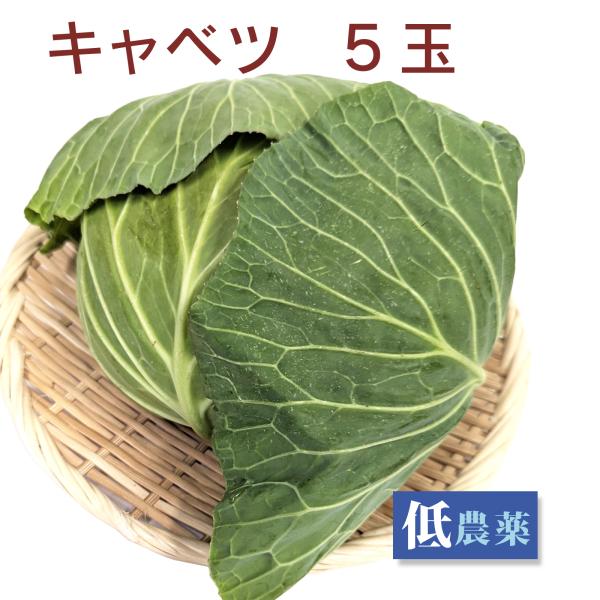 キャベツ　5玉　低農薬栽培　産地：埼玉常備しておくと便利な野菜です。
