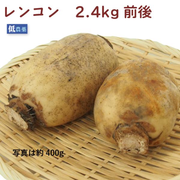 香り良し味良し食感良しのレンコン　2.4kg前後　送料込