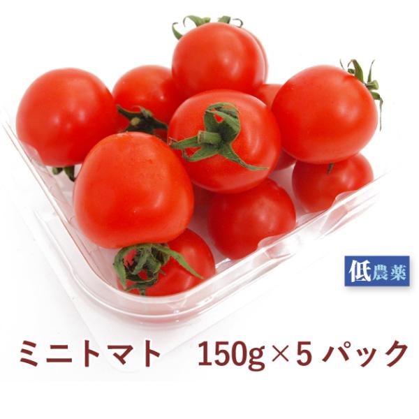 ミニトマト　埼玉産　低農薬栽培　150g×5パック　送料込