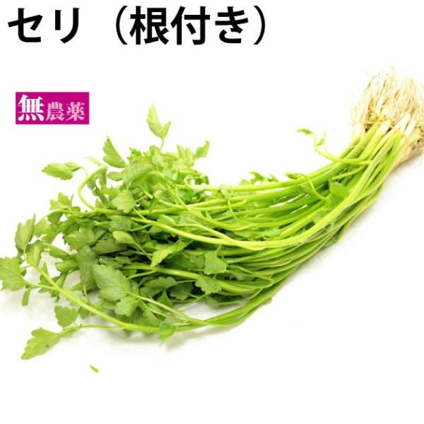 セリ（根付き）10把 無農薬栽培　 送料込　産地：茨城