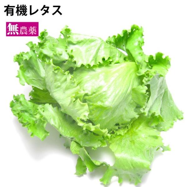 原材料：有機レタス　無農薬栽培　20玉　産地：岐阜