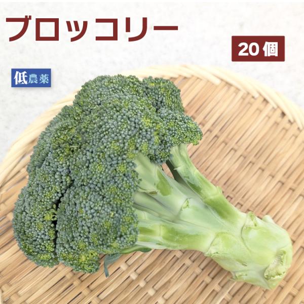 ブロッコリー  　20個 送料込　低農薬栽培　産地：新潟・埼玉