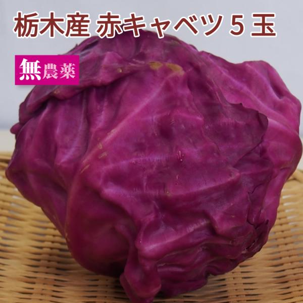 赤キャベツ 5玉 栃木産 無農薬栽培 アントシアニン ビタミンCが豊富 送料込
