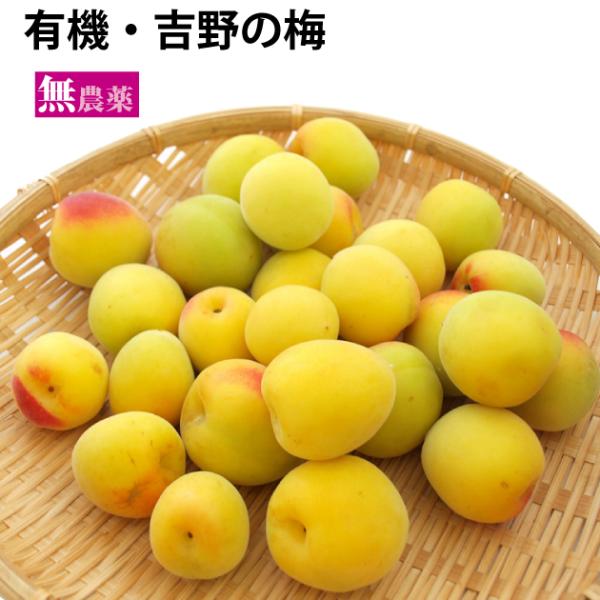 �y�\��z�g��̔~�@2kg�O��@�~�����p�@���_��͔|�@�������@�@��6/23�����甭���\��