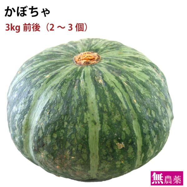 国産 かぼちゃ 3kg前後  無農薬栽培かぼちゃ(2〜3個)　送料込