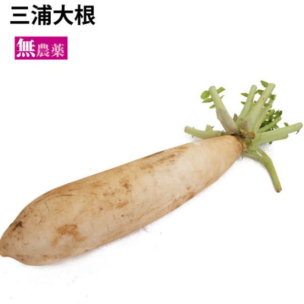 三浦大根6本 40年以上無農薬栽培に取り組む農家自慢の三浦大根 送料込原材料：三浦大根6本　生産者：埼玉　吉沢農園商品説明：お正月のなます作りには欠かせませんし、柔らかいのに煮崩れしにくく、おでんや煮物にもおすすめです。生のまま、スライスし...