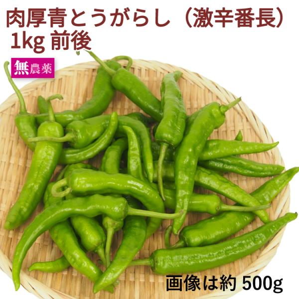 肉厚青とうがらし 激辛番長  1kg前後 栃木産 送料込