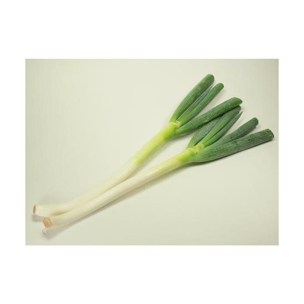 長ねぎ　400g前後　無農薬栽培　産地：福島商品説明：薬味や炒め物、味噌汁の具のほか、網焼きにしても風味をまるごと味わえます。