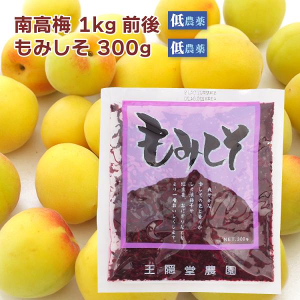 【予約】梅干し手作りセット 奈良県産 南高梅  1kg前後 ・ もみしそ 300g 自家製梅干し 低農薬 送料込　※6/16頃から発送予定