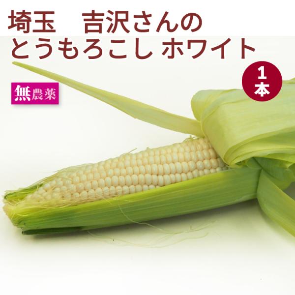 完全無農薬栽培のとうもろこし 毎年人気　とうもろこし ホワイト 埼玉県産 無農薬栽培 【1本】 送料別