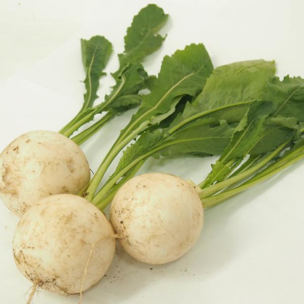 カブ　1袋　産地：栃木　無農薬栽培※産地により、大きさや個数が変わります。ご了承ください。かぶ 浅漬け シチュー スープ サラダ 