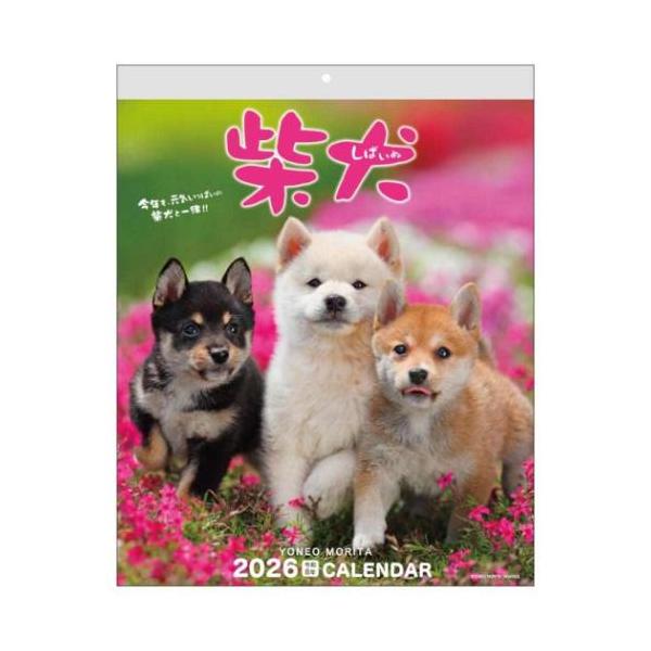 デザインいろいろお気に入りのカレンダーみつかる可愛いしば犬たちが、疲れた心を癒してくれて、励ましてくれる…[森田米雄 メッセージカレンダー]日本の四季の中でいきいきと遊ぶシバ犬の自然な様子が満載のカレンダーです。定番の赤(茶)だけでなく、黒...