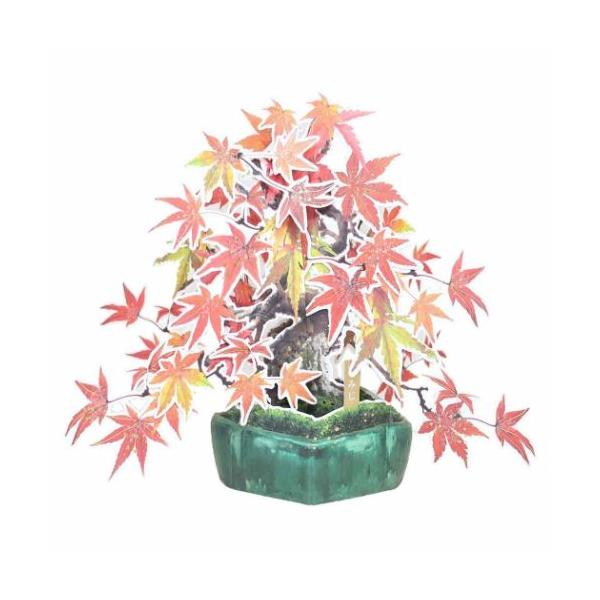 封筒付き ポップアップカード 盆栽 グリーティングカード もみじ Apj 大人かわいい メッセージカード Apj 雑貨 アートの通販店 ベルコモン 通販 Yahoo ショッピング