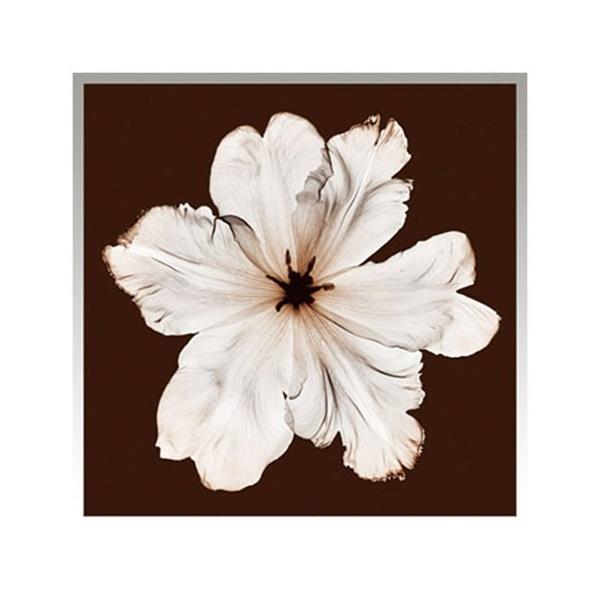 gQA[g A[gt[ XeB[u}C[Y Steven NDMeyers Ruffled Tulip H ISM-70056 _A[g Ǌ|p