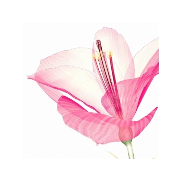 LoXA[g Petit Canvas Art  sNA}X 300x300mm H ZPT-62065 Mtg Ǌ|